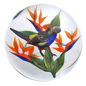 Billed Toucan von Rick Ayotte
