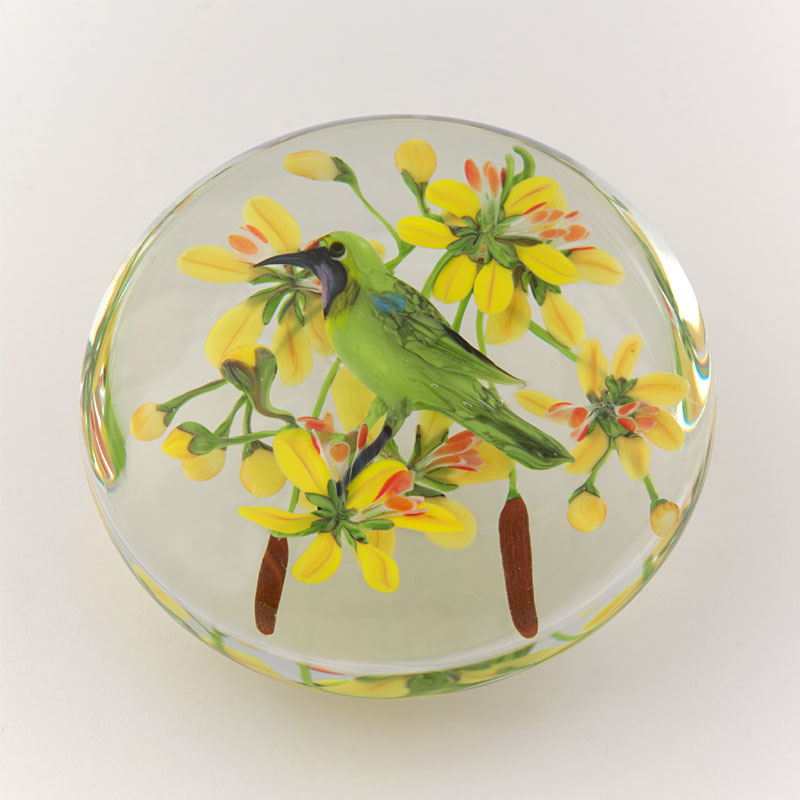 Golden Fronted Leaf Bird von Rick Ayotte