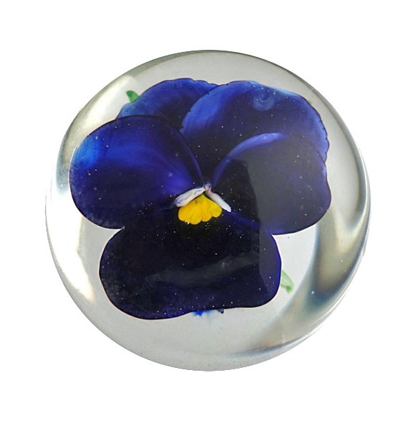 Pansy Stiefmuetterchen Miniatur von Rick Ayotte