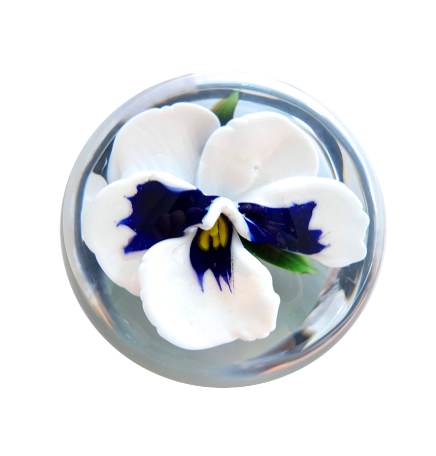 Pansy Weisses Stiefmuetterchen Miniatur von Rick Ayotte