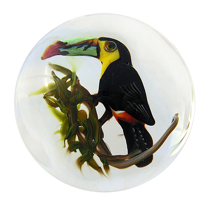 Regenbogentukan Keel Billed Toucan von Rick Ayotte