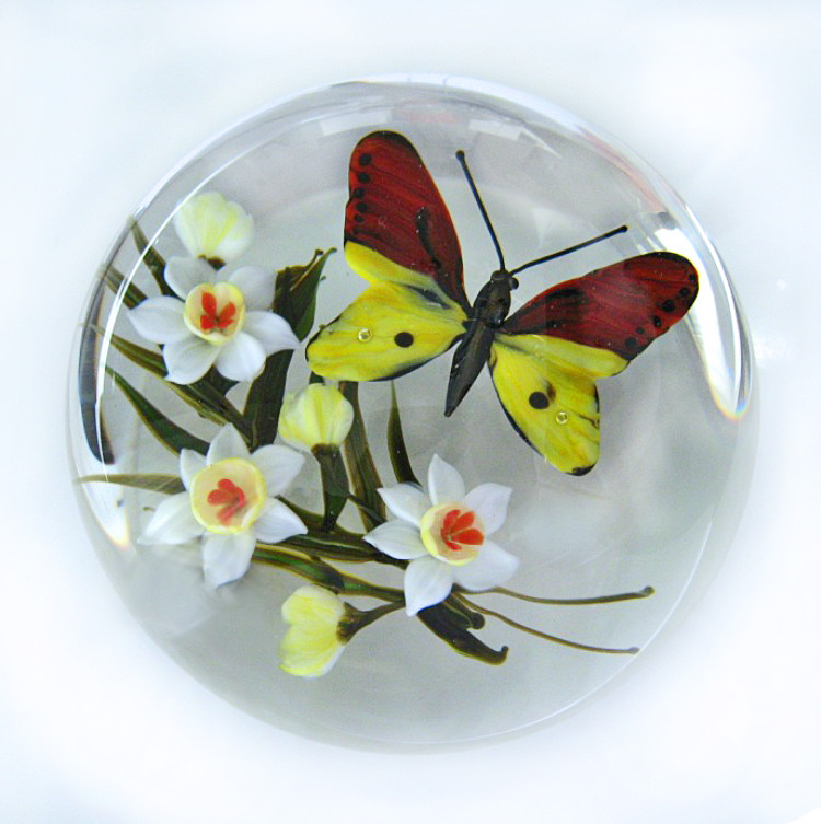 Schmetterling Hebomoia leucippe von Rick Ayotte