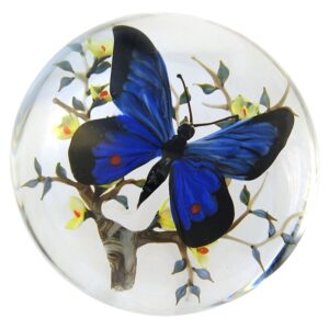 Schmetterling Pyrrhopyge Creon von Rick Ayotte