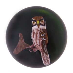 Sperbereule Hawk Owl von Rick Ayotte