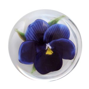 Stiefmuetterchen Pansy von Rick Ayotte