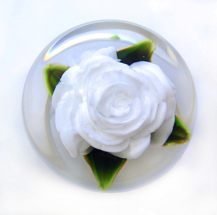 Weisse Rose White Lady von Rick Ayotte