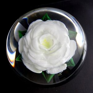 Weisse Rose von Rick Ayotte