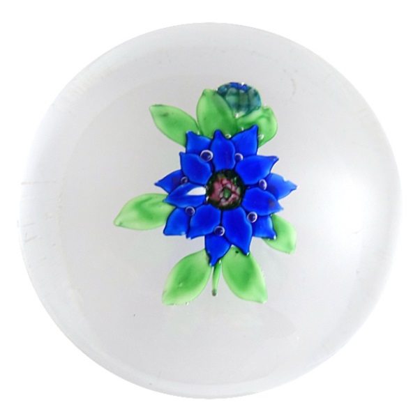 von Kamelie Blaue