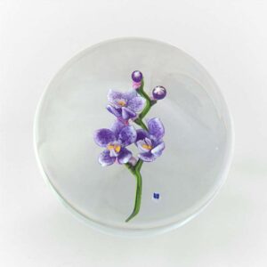 Phalaenopsis von David-Dennis Briening