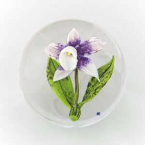 Weiss lila Cattleya von David-Dennis Briening