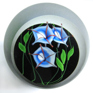 Correia Blaue Ackerwinde Morning Glory von Chris Buzzini