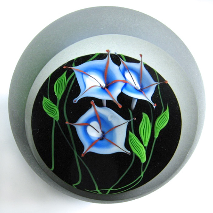 Correia Blaue Ackerwinde Morning Glory von Chris Buzzini