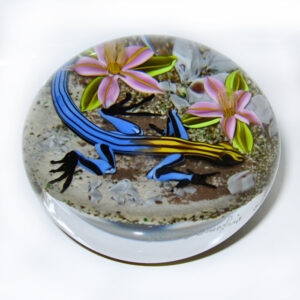 Five Line Skink Eidechse von Onofrio-Jim D