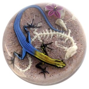 Five Line Skink mit Skelett von Onofrio-Jim D