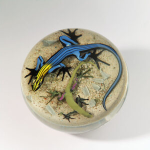 Five Line Skink von Onofrio-Jim D
