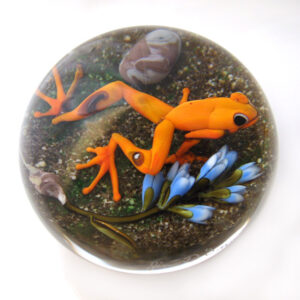 Orangefarbener Regenwaldfrosch von Onofrio-Jim D