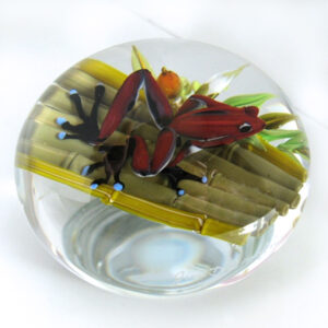 Pfeilgiftfrosch aus dem Regenwald von Onofrio-Jim D