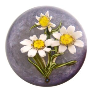 Eric s White Daisy von Eric Hansen