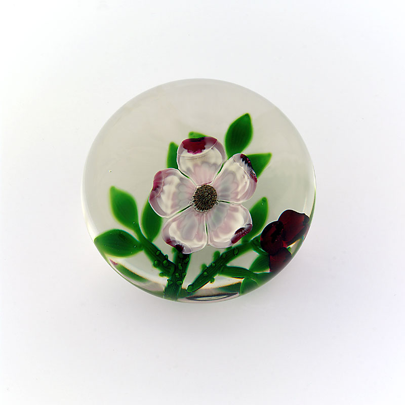 Selkirk Glass Wild Rose von Peter Holmes