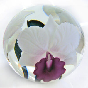 Dreimasterblume pink von Studio Lotton