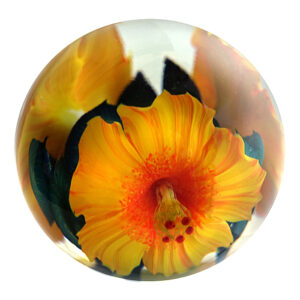 Goldgelbe Hibiskusblueten von Studio Lotton