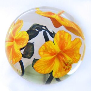 Orange goldgelbe Hibiskusblueten von Studio Lotton