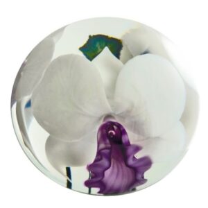 Orchidee White Lady von Studio Lotton