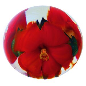 Rote Hibiskusblueten von Studio Lotton