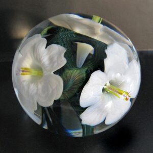 Weisse Hibiskusblueten von Studio Lotton