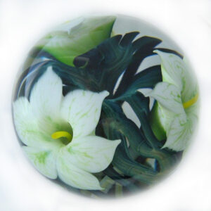 White Dragon Lily von Studio Lotton