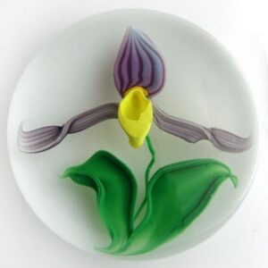 Frauenschuh Orchidee von Steven Lundberg