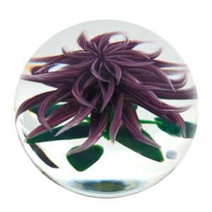 Violette Chrysantheme von Steven Lundberg