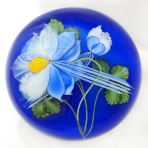 Blau weisse Akelei von Studios Lundberg