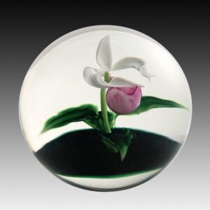 Frauenschuh Orchidee Lady Slipper von Studios Lundberg