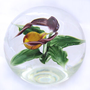 Frauenschuh Orchidee Lady Slipper von Studios Lundberg