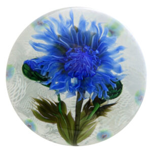 Kornblume auf Lace Bachelor Button von Studios Lundberg