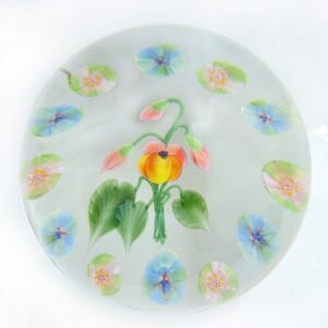Pansy und Clichy Rosen von Studios Lundberg