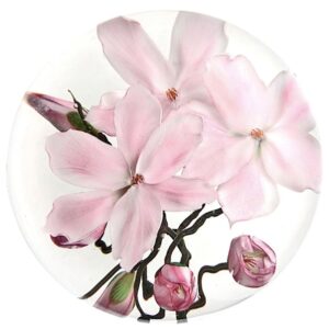 Tulpenmagnolien von Studios Lundberg