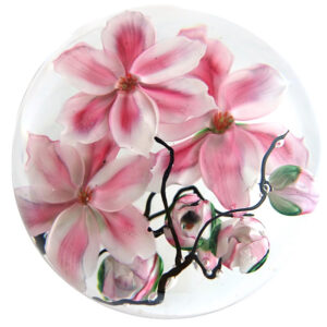 Tulpenmagnolien von Studios Lundberg