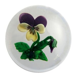 Pansy