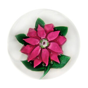 von mit-Lutz-Rose Poinsette