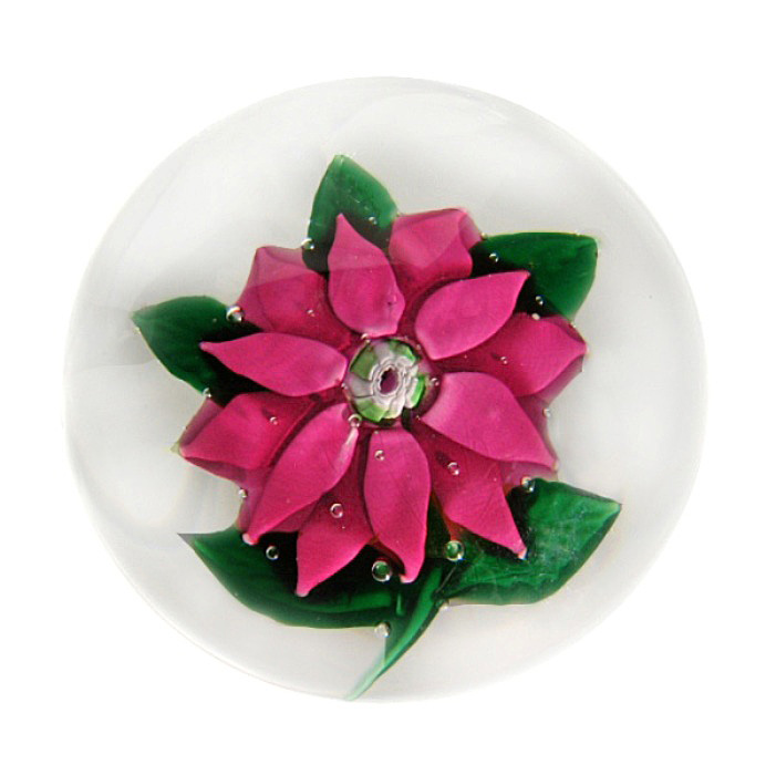 von mit-Lutz-Rose Poinsette