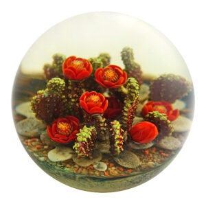 Touchstone Glass Kakteen Sunset Prickly Pear von Cathy Richardson