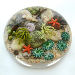 Touchstone Glass Tidepool Unterwasserszene von Cathy Richardson