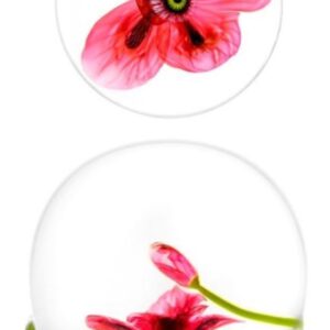 Poppy von Louis Saint