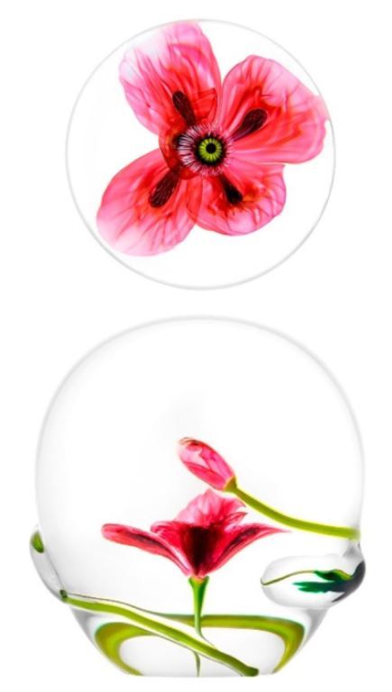 Poppy von Louis Saint