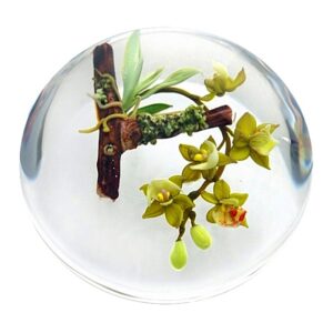 Cymbidium Orchideen von Paul Stankard
