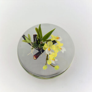 Schmarotzer Orchidee von Paul Stankard