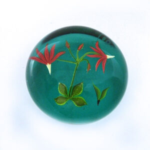 Shooting Star Goetterblume Botanical Interpretation von Paul Stankard