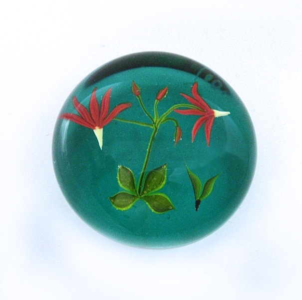 Shooting Star Goetterblume Botanical Interpretation von Paul Stankard